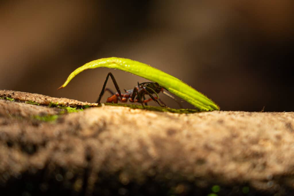 ant-carrying-leaf-costa-rica